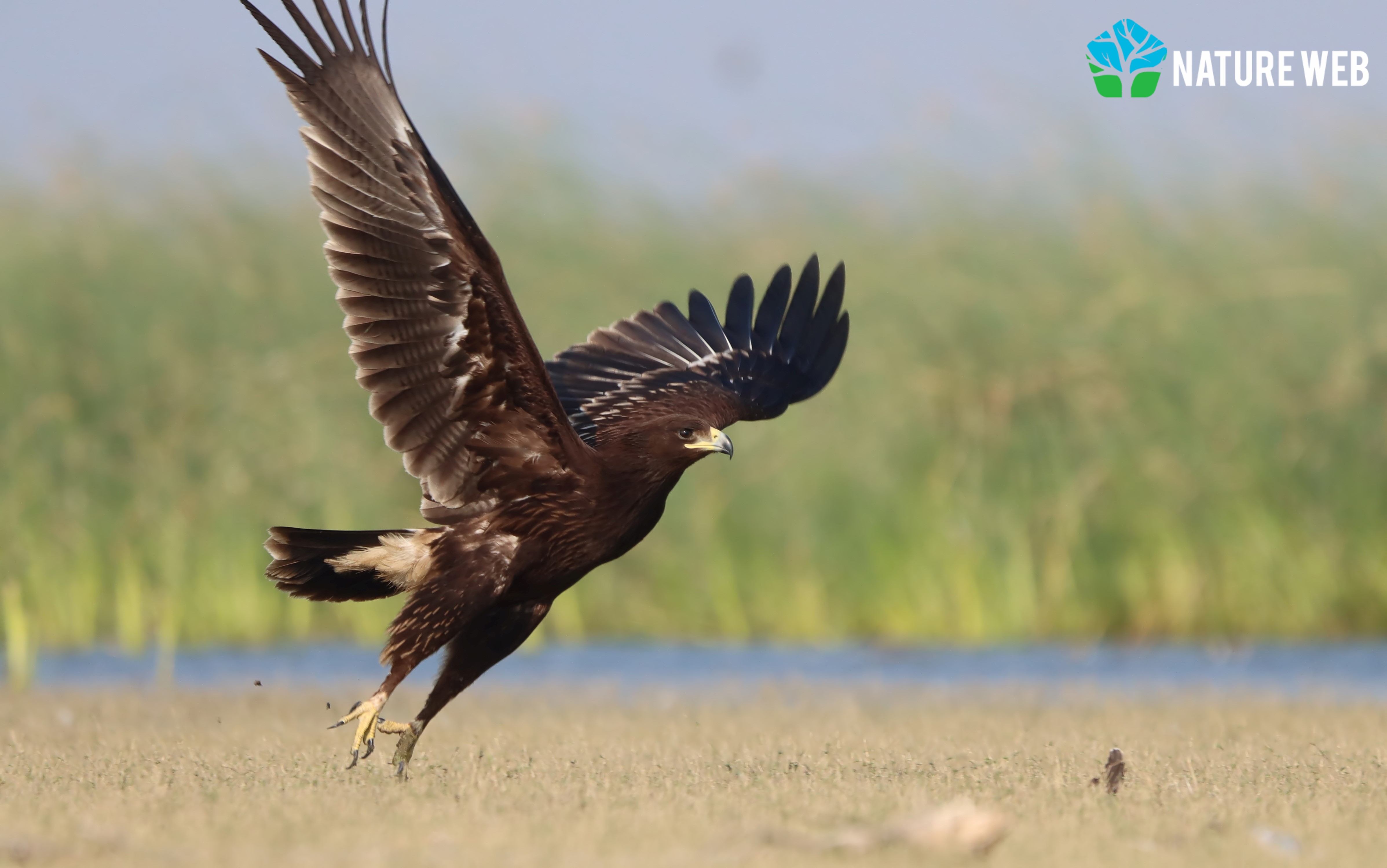 Greater Spotted Eagle